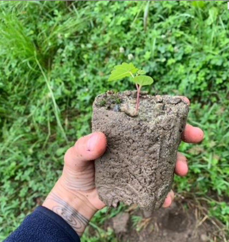 plantation pépins raisin cruchon